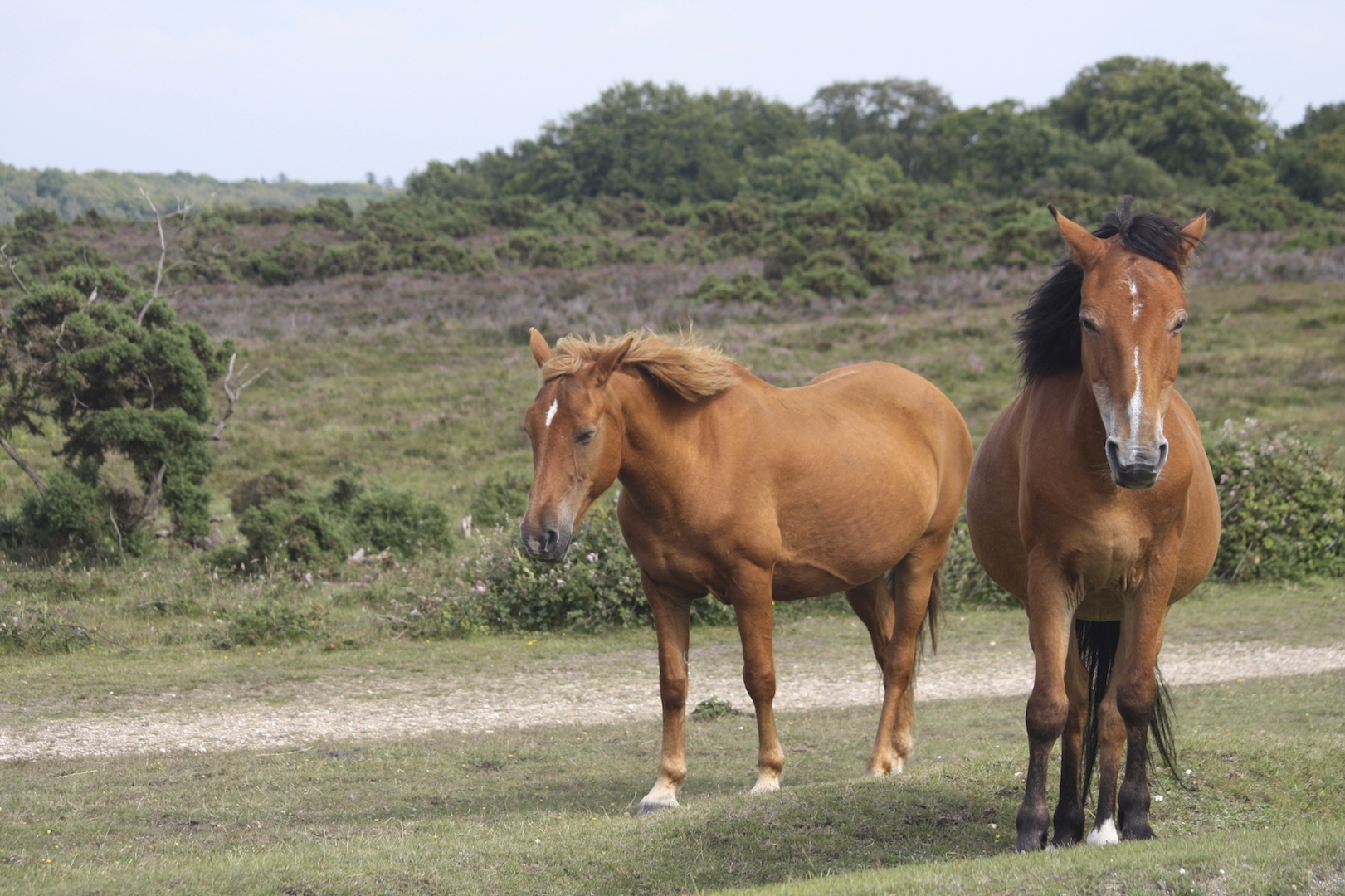 New Forest B&B & Hotel Accommodation | Bed And Breakfasts Guide